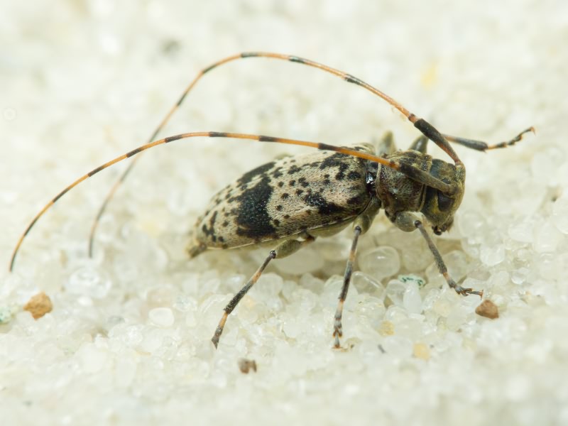 Leiopus femoratus Fairmaire, 1859